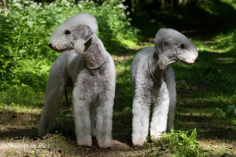 2010-05-29 Alanna und Svet (2).jpg - Airis Blue Volshebny Svet & his daughter Arc-en-ciel Alanna 2010-05-29